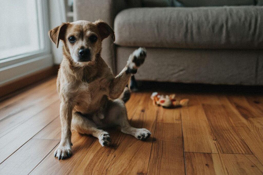 강아지 피부 가려움