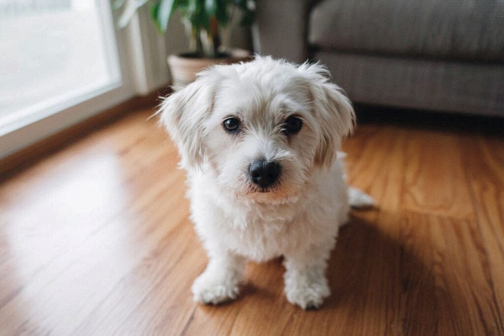 강아지 눈물 자국